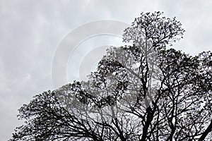 Branch old tree lonely wallpaper.