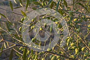 A branch of Olea europea, Spain photo