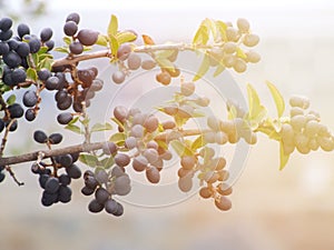 Branch of olive tree with fruits and leaves in autumn