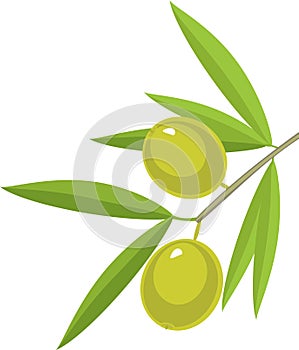 Branch of olive tree with green leaves and olives on white background