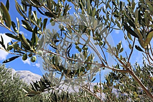 Branch of an olive tree with green olives on a background of a bright blue sky with clouds and mountains