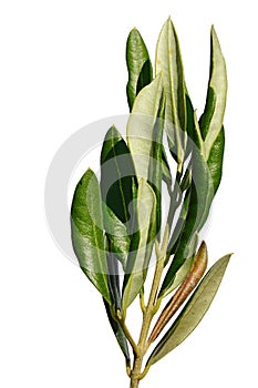 Branch of olive tree Olea Europeaea with green tall skinny leaves, white background