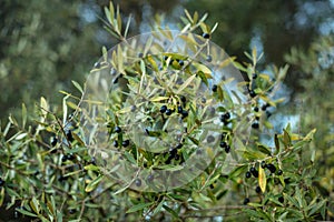 A branch of olive tree with ripened black olives against the sky and garden.