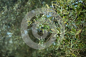 A branch of olive tree with ripened black olives against the sky and garden