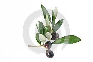 Branch with olives