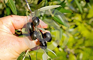 Branch of olives in hands. photo