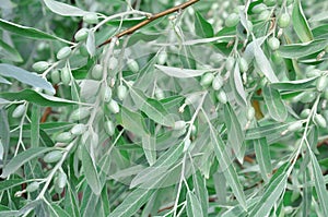 Branch with olives on olive tree