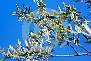Branch with olives on olive tree