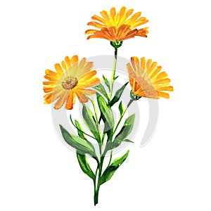 Branch of orange calendula officinalis. Marigold flowers or ruddles with leaves isolated, close up, hand drawn
