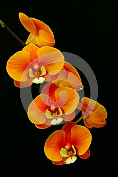 Branch of orange phalaenopsis blume purple orchids with black background