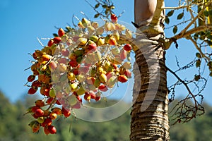 Branch of Orange Red tropical berries Fruit of Christmas Palm (Manila Palm Adonidia Merrillii