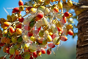 Branch of Orange Red tropical berries Fruit of Christmas Palm (Manila Palm Adonidia Merrillii