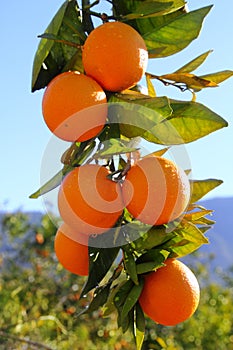 Branch orange tree fruits green leaves in Spain