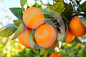 Branch orange tree fruits green leaves in Spain