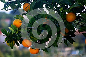 Branch with oranges