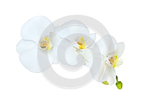 Branch of orchid isolated