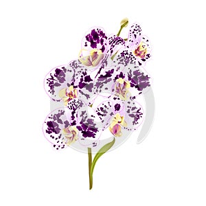 Branch orchid Phalaenopsis spotted purple and white flowers and leaves tropical plants stem and buds on a white background vinta