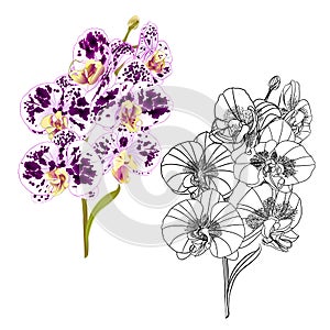 Branch orchid Phalaenopsis spotted purple and white flowers tropical plants stem and buds and outline on a white