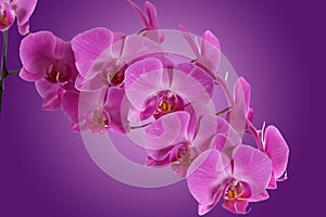 Branch orchid on purple background