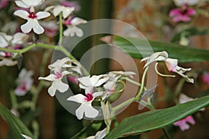 On the branch of the Orchid, a white Bud and flowers.  Small, multicolored flowers and buds are blooming.