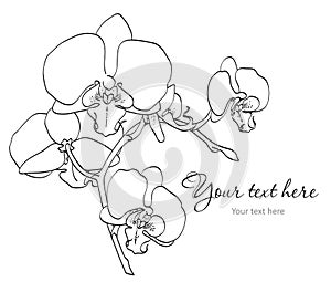 Branch of orchids photo