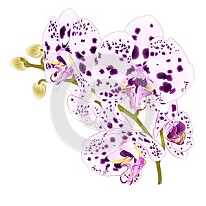 Branch orchids with dots purple and white flowers Phalaenopsis tropical plant on a white background vintage vector botanical il