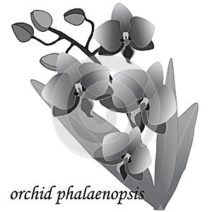 Branch of orchids with leaves in gray colors,   illustration, isolate