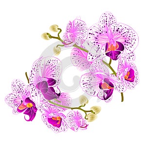 Branch orchids purple and white flowers Phalaenopsis tropical plant on a white background set two vintage vector botanical ill