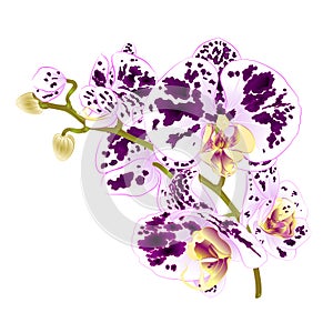 Branch orchids spotted purple and white flowers Phalaenopsis tropical plant on a white background vintage vector botanical illus