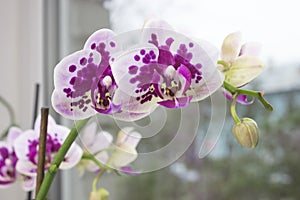 A branch of orchids on the window. A vibrant tropical pink orchid flower, floral background. Beautiful home bouquet of Thailand Or