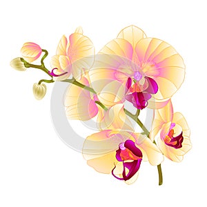 Branch orchids yellow flowers Phalaenopsis tropical plant on a white background vintage vector botanical illustration for design