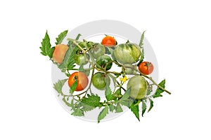 branch with organic and fresh tomatoes in ripening with leaves and a yellow flower
