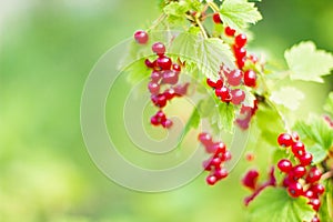 Branch of organic redcurrant