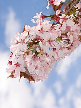 Branch of oriental cherry-tree