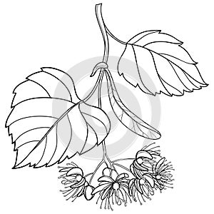 Branch of outline Linden or Tilia flower bunch, bract and leaf in black isolated on white background.