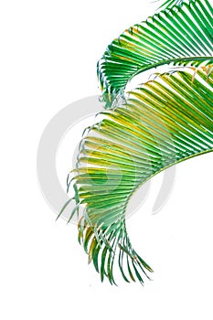 Branch of palm tree isolated on white background