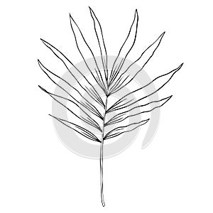 A branch of palm on a white background. Design for logo and wedding illustration. Black and white vector illustration.