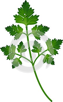 Branch of parsley