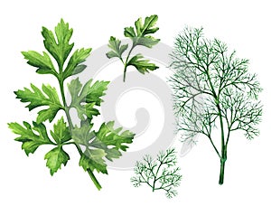 Branch parsley and dill on white background. Watercolor illustration