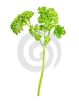 Branch of parsley isolated