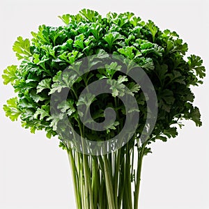 branch of parsley is isolated on a white background.