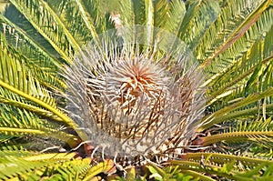 Branch pattern of cycad top