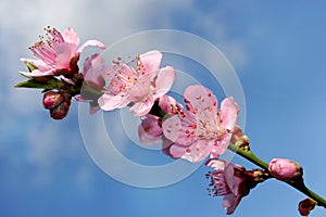 A branch of peach blossom