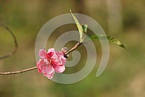 Branch of peach blossom in the spring sunglight