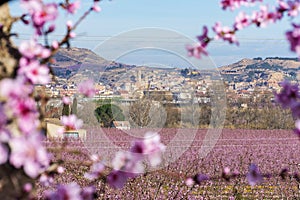 Branch of peach tree with beautiful pink flowers and buds on foreground and a view of Aitona on background. sunny day. Prunus photo