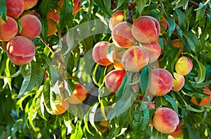 Branch of peach tree