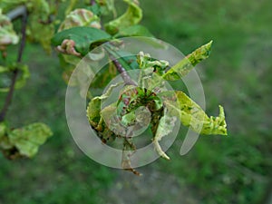 Branch of a peach tree with leaf curl caused by a fungus