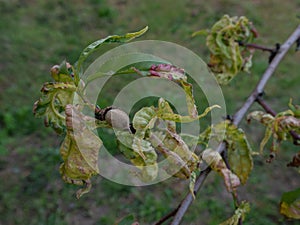 Branch of a peach tree with leaf curl caused by a fungus