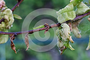 Branch of a peach tree with leaf curl caused by a fungus.