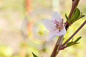 Branch of peach tree in the period of spring flowering